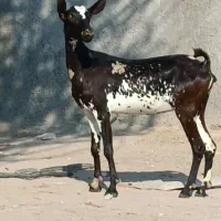 بز صلاله آبستن|حیوانات مزرعه|بندرعباس, |دیوار