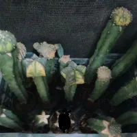 گل گیاه کاکتوس|گل و گیاه طبیعی|قم, پردیسان|دیوار