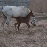 فروش مادیان