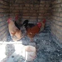 خروس|حیوانات مزرعه|ایوانکی, |دیوار