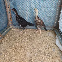 جوجه اوشامو