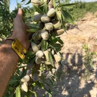 تولید نهال بادام شاهرودی|خدمات باغبانی و درختکاری|سامان, |دیوار