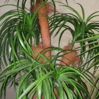 گل مصنوعی رنگ سبز|گل مصنوعی|آستانه اشرفیه, |دیوار