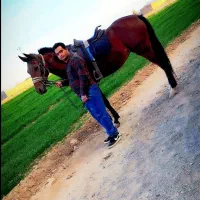 اسب مادیون ترکمن