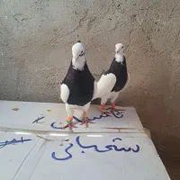 طوقی|پرنده|اقبالیه, |دیوار