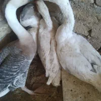 غاز