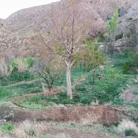 باغ مثمر|فروش زمین و ملک کلنگی|سبزوار, کراب|دیوار