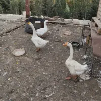 قو غاز معاوضه با اردک