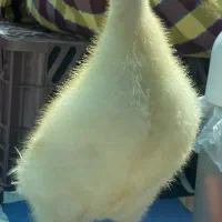 اردک یک ماهه درشت