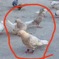 کبوتر دم سفید آس|پرنده|اهواز, امانیه|دیوار