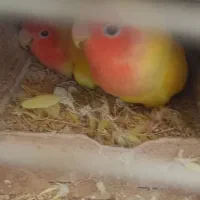 طوطی کوتوله باجوجه