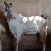 دزدیده شده بز و میش|حیوانات|دهدشت, |دیوار