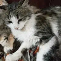 گربه ی خونگی|گربه|خلخال, |دیوار