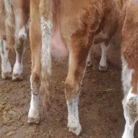 فروش تلیسه شکم اول