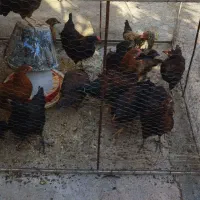 مرغ و خروس محلی