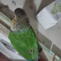 طوطی گرینچیک