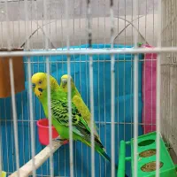 مرغ عشق با تخم