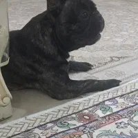سگ فرنچ بولداگ