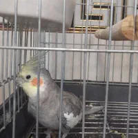 عروس هلندی|پرنده|ری, اقدسیه|دیوار