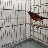 قناری ماده جفتی سهره|پرنده|قدس, شهر‌قدس|دیوار