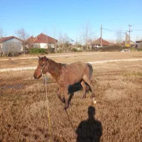 اسب|اسب و تجهیزات اسب‌سواری|کیاشهر, |دیوار