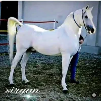 سیلمی نریان عرب|اسب و تجهیزات اسبسواری|نیشابور, باغ نو|دیوار