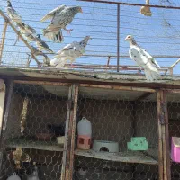 6تا نر سرور|پرنده|پاسارگاد, |دیوار