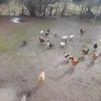 اردک محلی|حیوانات مزرعه|تالش, هشتپر|دیوار