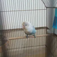 طوطی برزیلی مولد