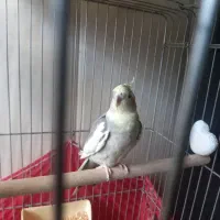 ی جفت عروس هلندی نر و ماده|پرنده|پاکدشت, پاکدشت (مامازند)|دیوار