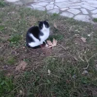 فروشی یک گربه