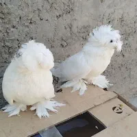 کبوتر بخارا