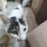 واگذاری رایگان گربه عقیم شده