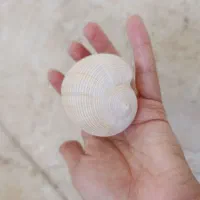 انواع ستاره وصدف دریایی|صنایع دستی و سایر لوازم تزئینی|برازجان, |دیوار