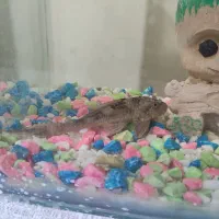 لجن خوار بزرگ|ماهی|ماهدشت, |دیوار