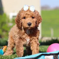 خانه فرفری ها . توله سگ توی پودل رد و نسکافه ای|سگ|تهران, وردآورد|دیوار