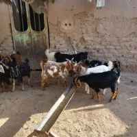 کهره درجه یک چاق شیر مست