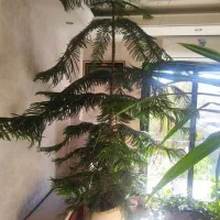 کاج مطبق بسیار بزرگ