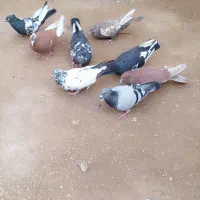 کبوتر