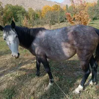 مادیان ۵ ساله