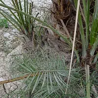 فروش پاجوش کبکاب رسیده و عالی جهت کشت|گل و گیاه طبیعی|برازجان, |دیوار