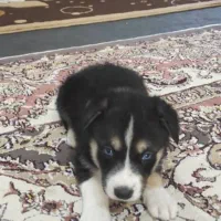 سگ. هاسگی|سگ|چالوس, |دیوار