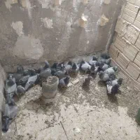 جوجه پلاکی نر پلاکی|پرنده|بافق, |دیوار