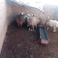 بره|حیوانات مزرعه|سده (خراسان جنوبی), |دیوار