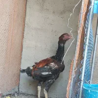 خروس لاری