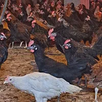 جوجه خروس محلی اصل 1300گرمی در شیراز|حیوانات مزرعه|شیراز, ده پیاله|دیوار