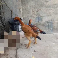 فروش‌مرغ‌وخروس