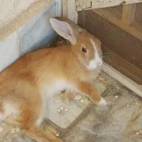 خرگوش نر حدود ۴ ماهه زیبا