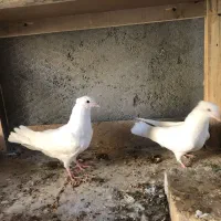 طوقی آبی و سفید|پرنده|اردکان, |دیوار