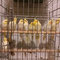 جوجه عروس هلندی لوتینو ،طوطی راهب، مولد نر یا ماده|پرنده|گرگان, |دیوار